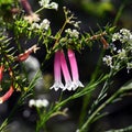 Backlit Australian Fuchsia Heath, Epacris longiflora, family Ericaceae