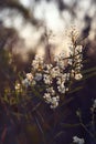 Winter flowering backlit Australian native fragrant Sweet Wattle flowers, Acacia suaveolens, family Fabaceae, at dusk in Sydney Royalty Free Stock Photo