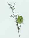 Backlit Australian native seed pod on a light background.