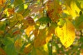 Backlit autumn leaves