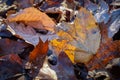 Backlit Autumn leaves at dusk