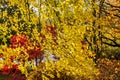 Backlit autumn leaves of golden yellows, orange, reds and brown