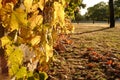 Backlit autumn leaves