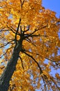 Backlit Autumn Oak Tree Royalty Free Stock Photo
