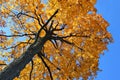 Backlit Autumn Oak Tree Royalty Free Stock Photo