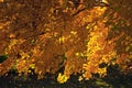 Backlit Autumn tree Royalty Free Stock Photo