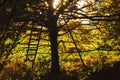 Backlit autumn tree with ladder. Czech landscape Royalty Free Stock Photo
