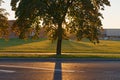 Backlit autumn tree