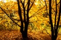 Backlit autumn tree Royalty Free Stock Photo