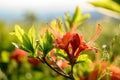 Backlit Azalea Blooms Close Up