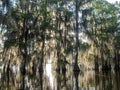 Backlit Bald Cypress Trees in Lake Martin, Louisiana Royalty Free Stock Photo