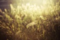 Backlit Barley field with warm haze Royalty Free Stock Photo