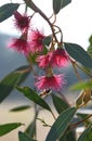 Backlit bee and pink blossoms of the Australian native Red Ironbark gum tree Eucalyptus sideroxylon Royalty Free Stock Photo