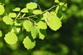 Backlit birch leaves Royalty Free Stock Photo