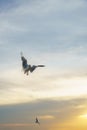 Backlit Birds flying spread wings at sunset