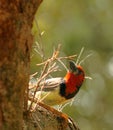 Backlight Black Collared Barbet Royalty Free Stock Photo