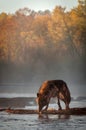 Backlit Black Phase Grey Wolf Canis lupus Sniffs in Middle of Foggy River Autumn