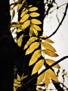 Backlit Black Walnut Tree Leaves in Autumn Royalty Free Stock Photo