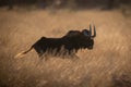 Backlit black wildebeest gallops through tall grass