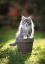 Maine coon kitten in plant pot