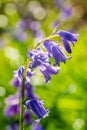 Backlit bluebells flower in spring forest Royalty Free Stock Photo