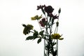 Backlit bouquet on white baclground