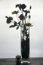 Backlit bouquet on white baclground