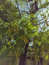 Backlit branches of a leafy tree