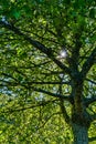 Backlit Branches And Leaves 2