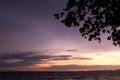 Backlit branches and purple and yellow sky and sea in evening time