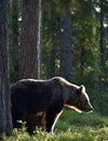 Backlit brown bear. Bear against a sun. Brown bear in back light. Lit by evening sun at summer forest Royalty Free Stock Photo