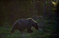Backlit brown bear. Bear against a sun. Brown bear in back light. Lit by evening sun at summer forest Royalty Free Stock Photo