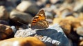 Backlit Brown Butterfly On Rocks: A Stunning National Geographic Style Uhd Photo