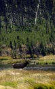 Backlit Bull Elk Crossing Stream Royalty Free Stock Photo