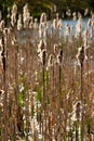 Backlit Bullrushes