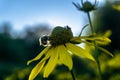 Backlit bumblebee drinking nectar out of a pretty yellow flower.