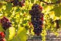 Backlit bunch of Pinot Noir grapes growing in vineyard with blurred background Royalty Free Stock Photo