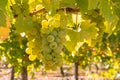 Backlit bunches of chardonnay grapes hanging on vine with blurred background and copy space Royalty Free Stock Photo