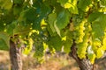 Backlit bunches of ripe Sauvignon Blanc grapes in vineyard Royalty Free Stock Photo