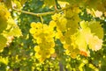 Backlit bunches of sauvignon blanc grapes hanging on vine in vineyard at harvest time Royalty Free Stock Photo