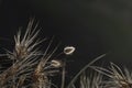 Backlit bunny tail grass, Lagurus ovatus, New Zealand wild plant in natural outdoor environment. Piha Beach, Auckland