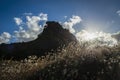 Backlit bunny tail grass in the wind. Lion Rock in the background. Piha beach, Auckland