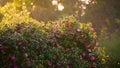 Backlit bush with roses during a windy afternoon