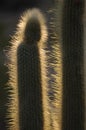 Backlit Cactus Royalty Free Stock Photo