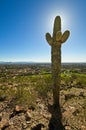 Backlit Cactus Royalty Free Stock Photo