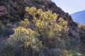 Backlit cactus on a hill near Chivay town in Peru Royalty Free Stock Photo