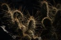 Backlit Cactus Needles In Death Valley Royalty Free Stock Photo