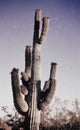 Backlit cactus needles Royalty Free Stock Photo