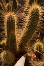 Backlit cactus plants at sunset, Majorelle garden in Marrakech, Morocco Royalty Free Stock Photo