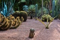 Backlit cactus plants at sunset, Majorelle garden in Marrakech, Morocco Royalty Free Stock Photo